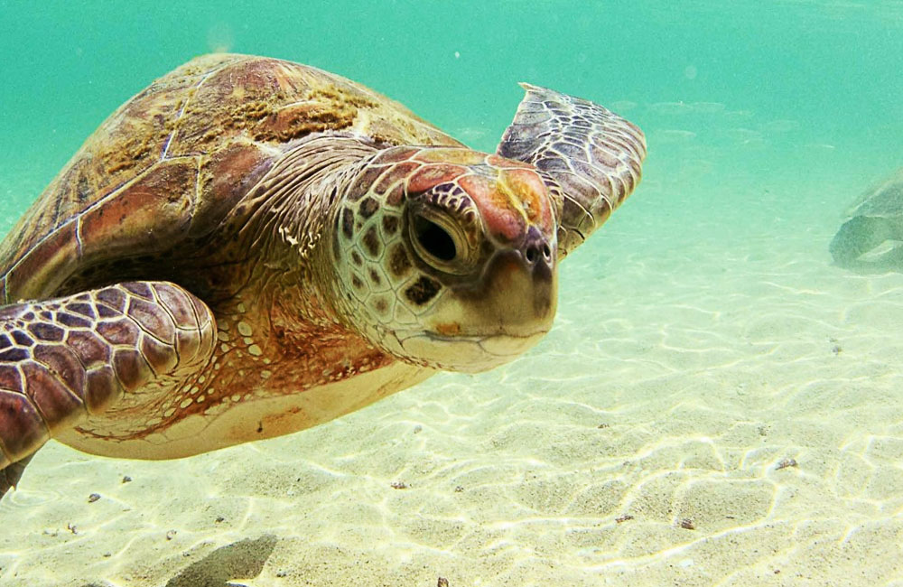 the-endangered-turtle-laying-eggs-on-kish-island-s-travel-to-iran