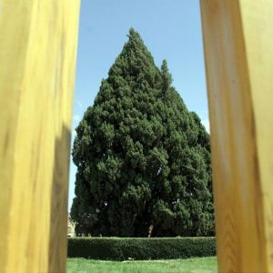 The Cypress of Abarkuh in Yazd, Iran: One of the World’s Oldest Trees