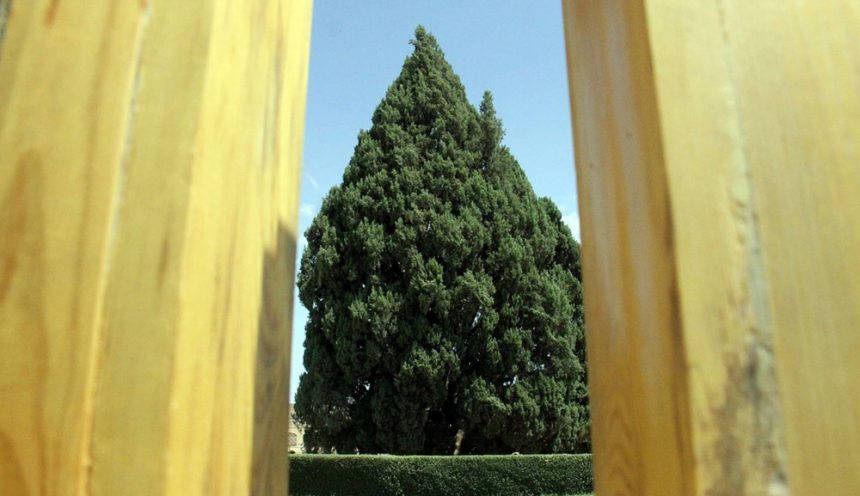 The Cypress of Abarkuh in Yazd, Iran: One of the World’s Oldest Trees